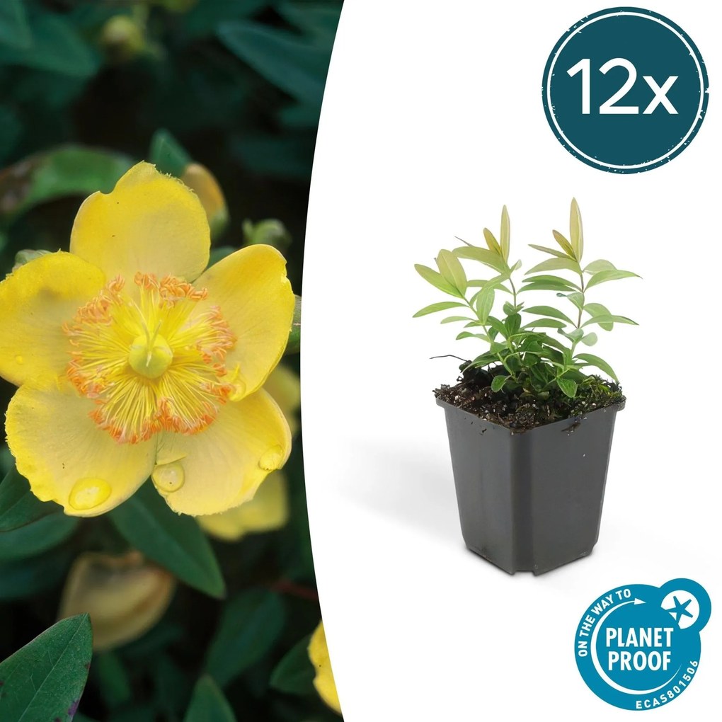 Hypericum Calycinum - 20cm