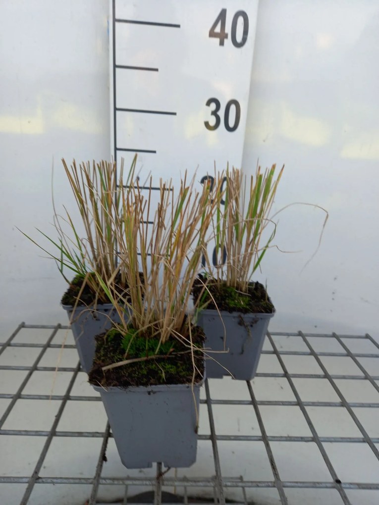 Calamagrostis x acutiflora 'Overdam' - pot 9x9 cm -