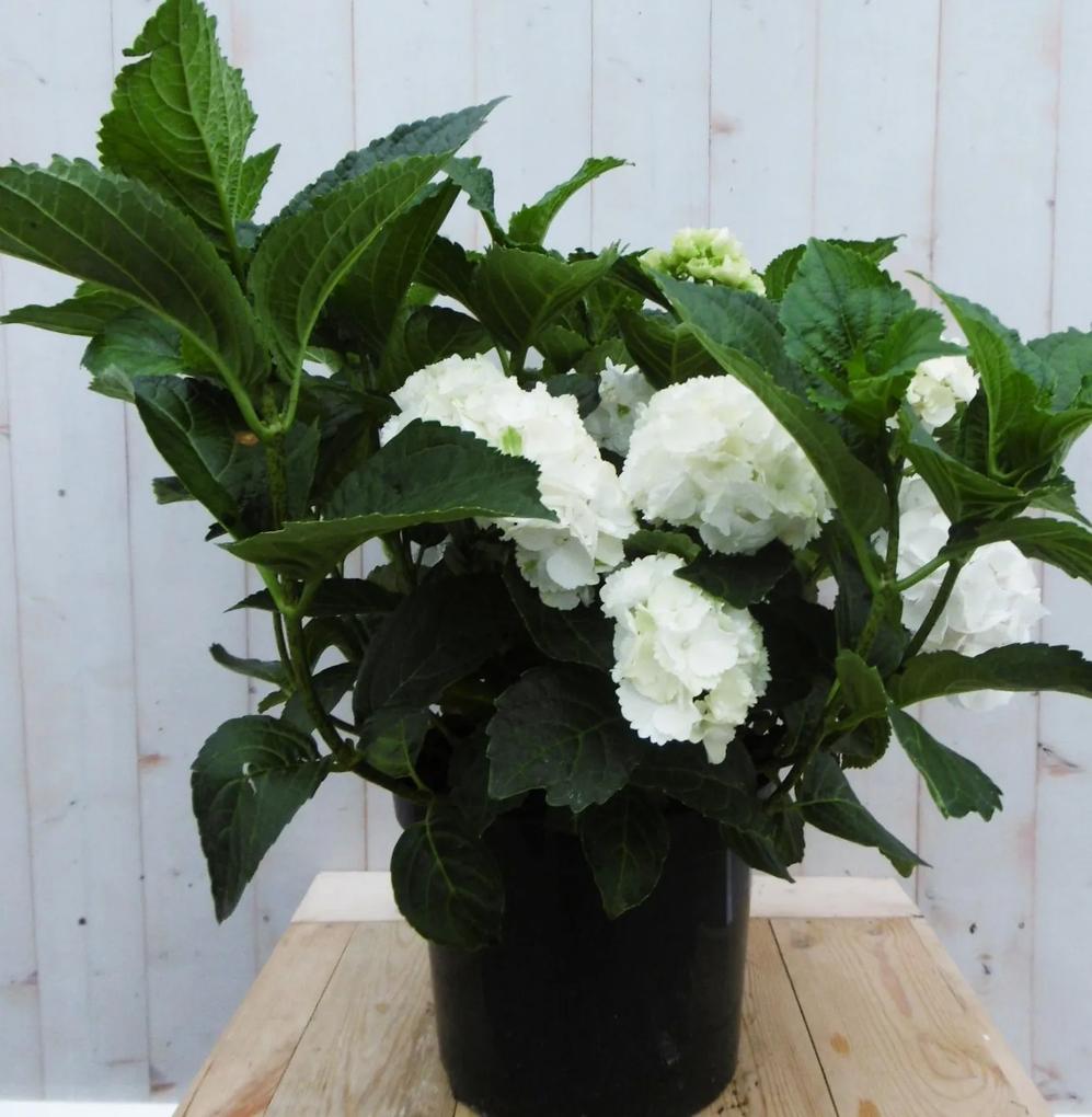 Hortensia Hydrangea wit groot 80 cm