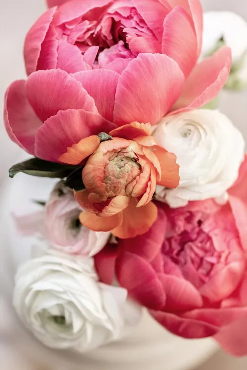 Foto Spring Flowers 1, Mareike Bohmer