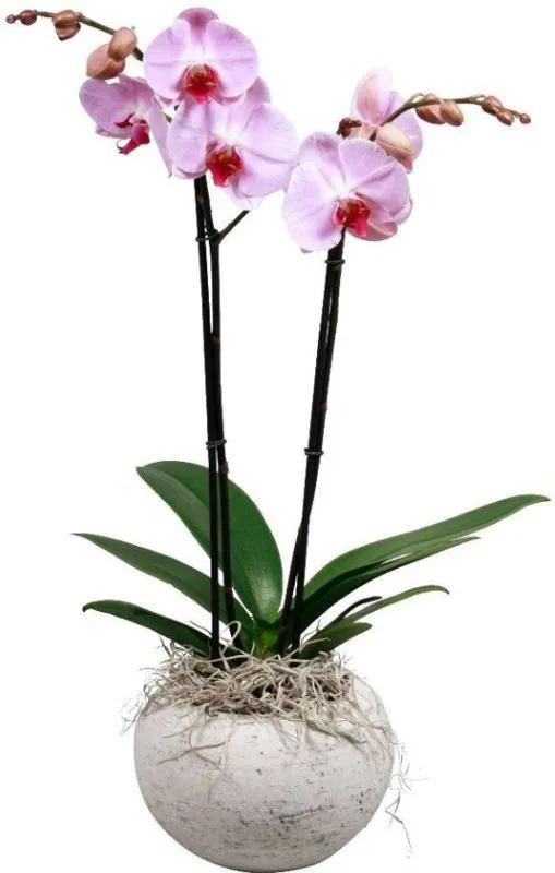 Orchidee Roze Betonlook