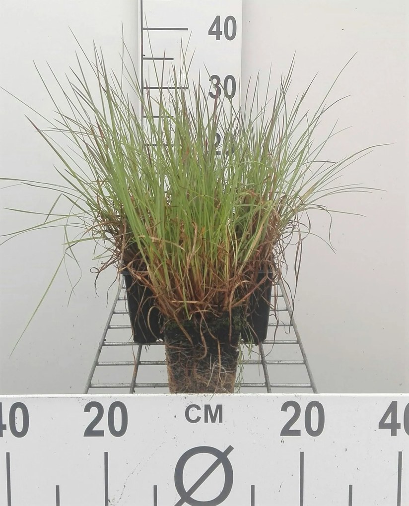 Schizachyrium scoparium - pot 9x9 cm
