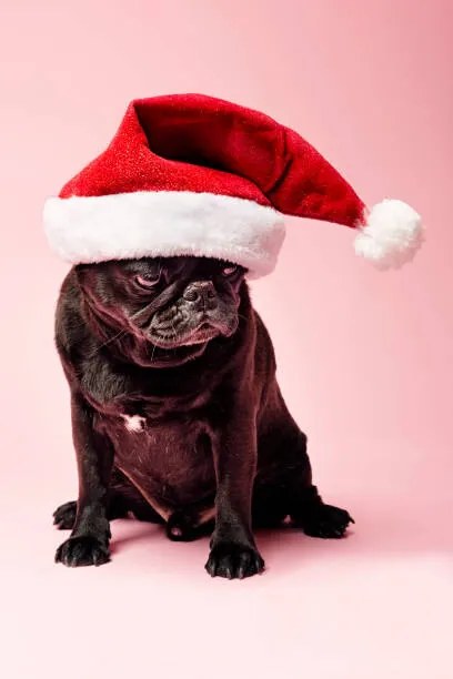 Foto Grumpy Pug Wearing a Christmas Hat, ClarkandCompany
