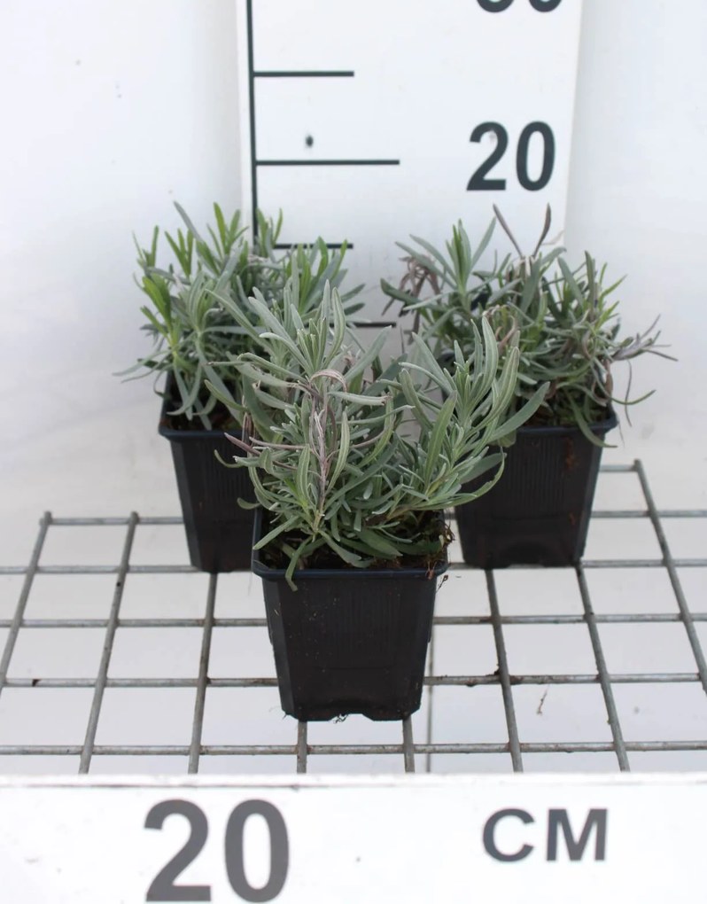 Lavandula x intermedia 'Dutch' - pot 9x9 cm (Lavendel) -