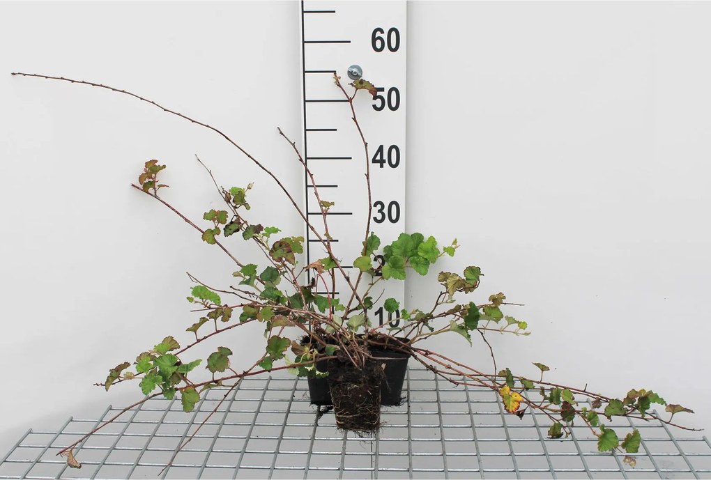 Rubus 'Betty Ashburner' - pot 9x9 cm -