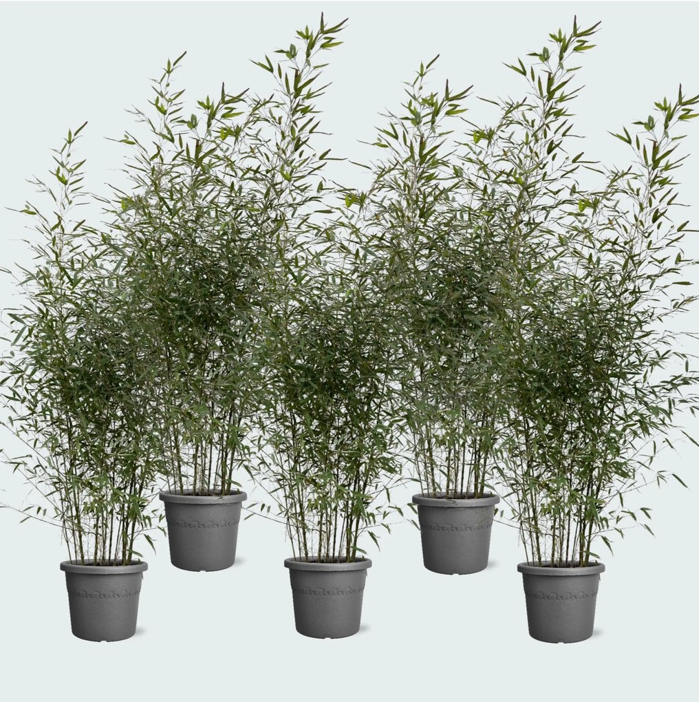 5x Fargesia bamboe - 220cm