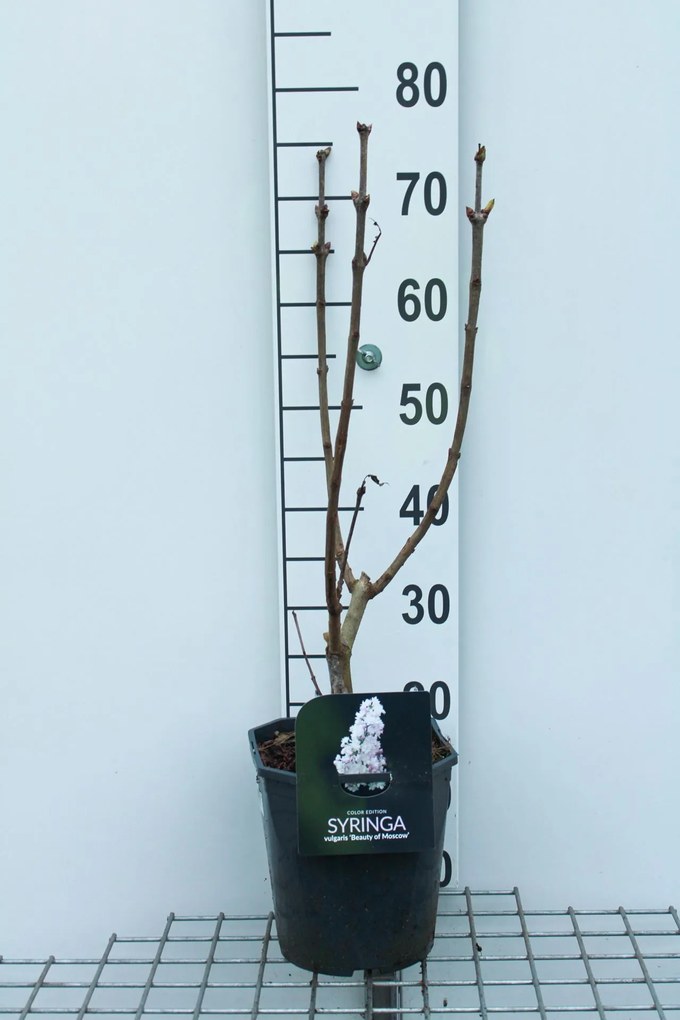 Syringa vulgaris 'Krasavitsa Moskvy' (Beauty of Moscow) - pot - 50-60 cm