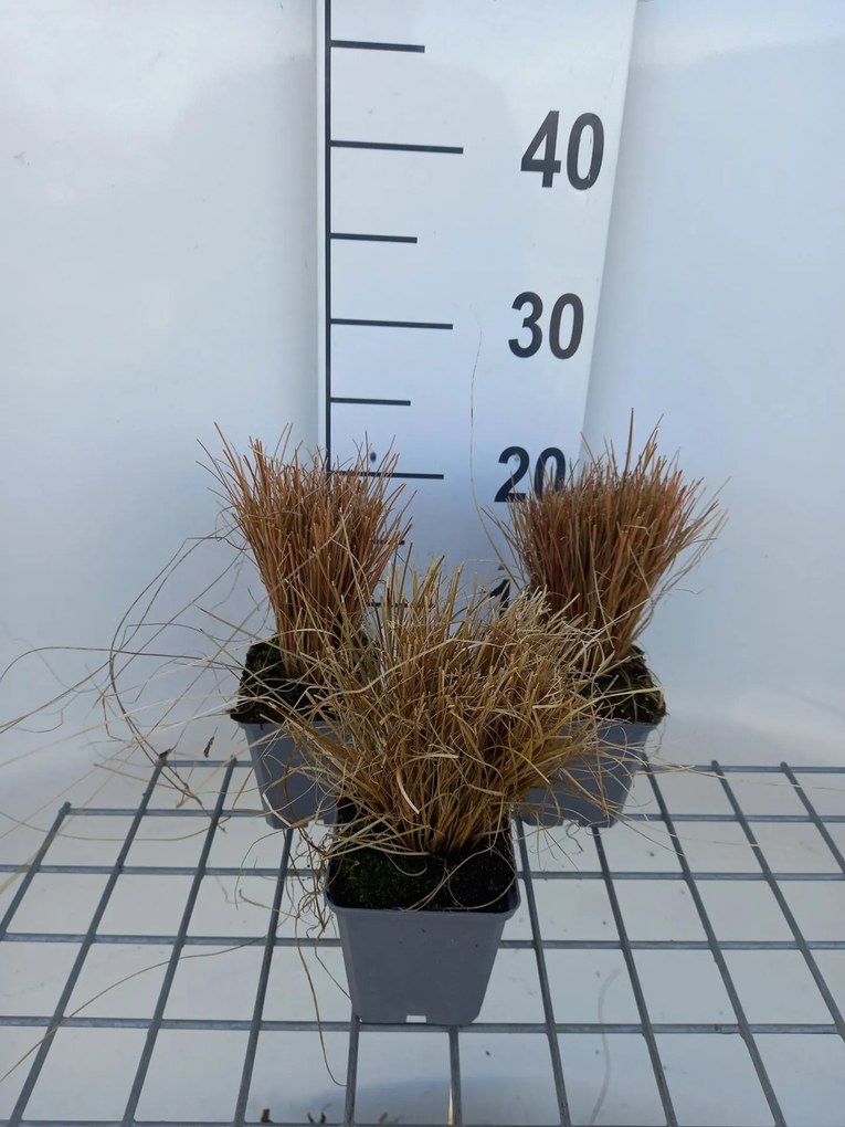 Carex comans 'Bronze Form' - pot 9x9 cm -