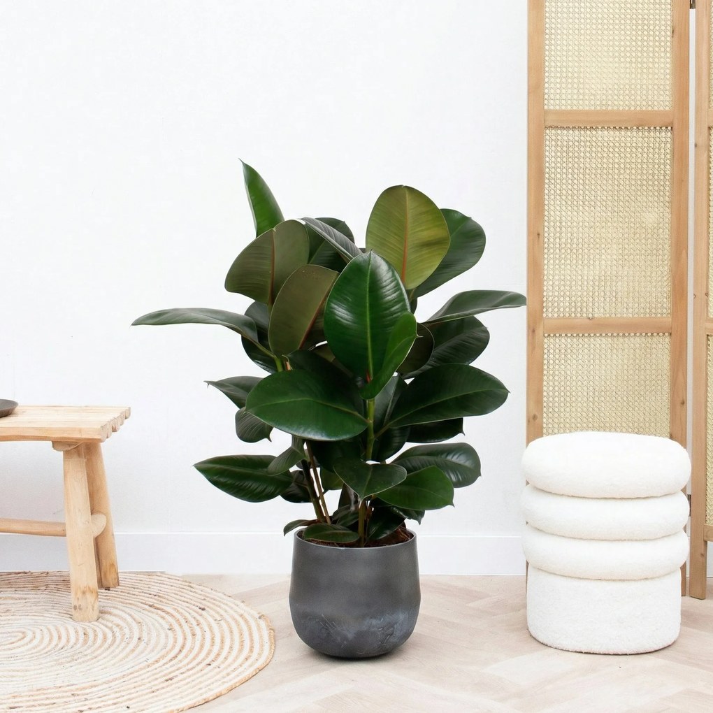 Ficus Robusta struik - 80cm
