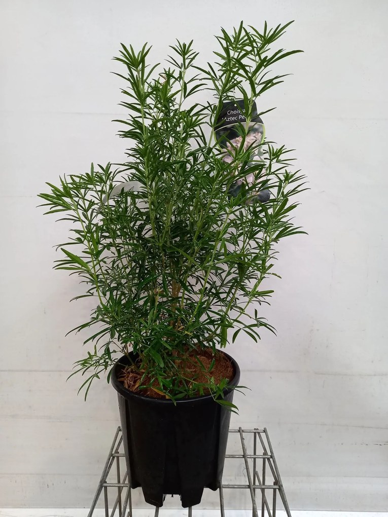 Choisya 'Aztec Pearl' - pot 15L - 60-80 cm