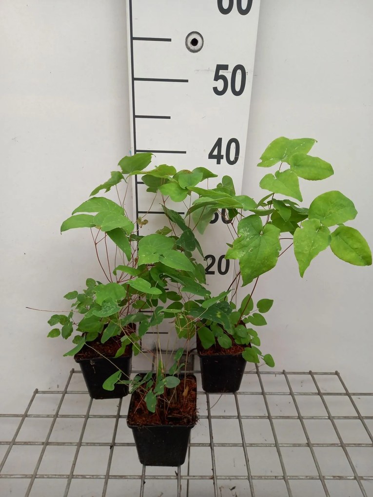 Epimedium grandiflorum 'Red Beauty' - pot 9x9 cm