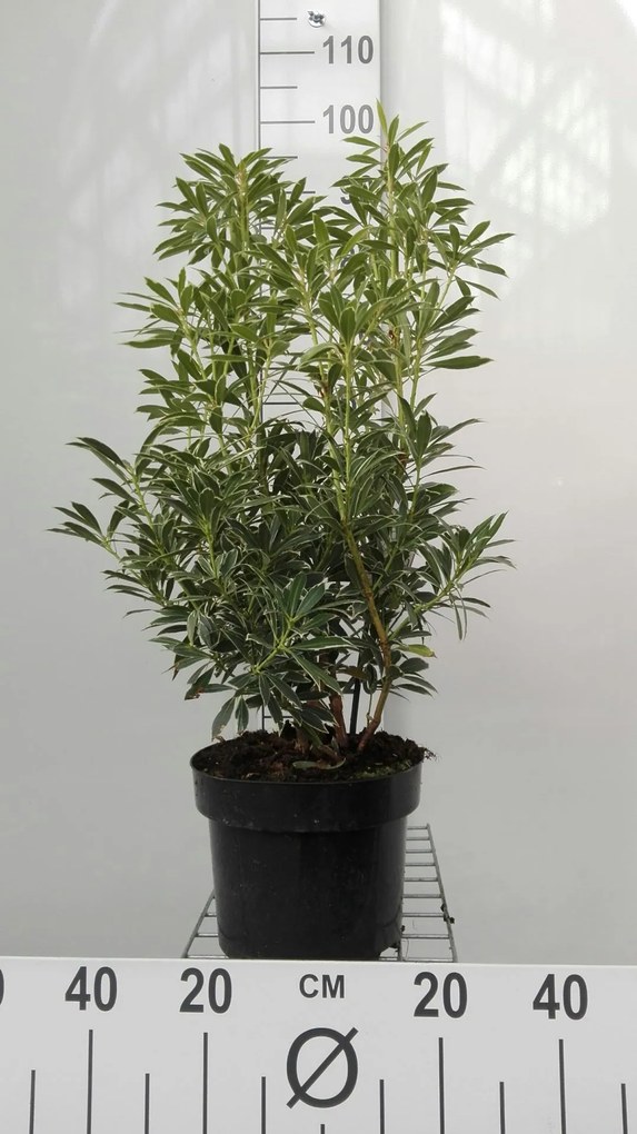 Pieris 'Flaming Silver' - pot 5L - 30-40 cm