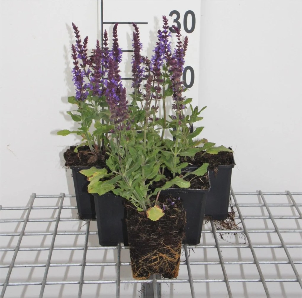 Salvia nemorosa 'Blaukönigin' - pot 9x9 cm -