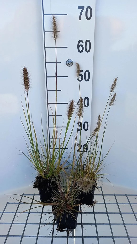 Pennisetum alopecuroides 'Piglet' - pot 9x9 cm