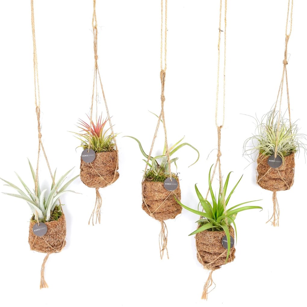 Mix Kokodama Tillandsia - 5 cm