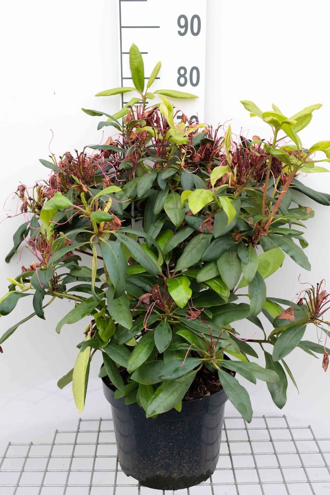 Rhododendron 'Marcel Menard' - pot 10L - 60-80 cm