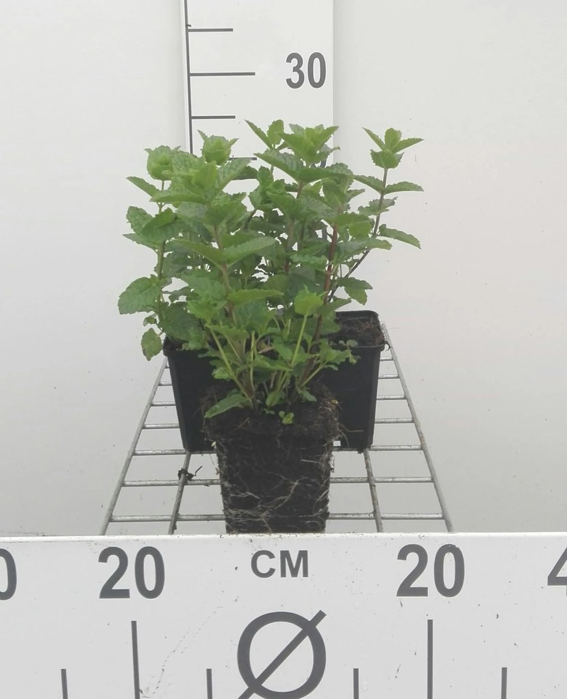 Citroenmelisse - pot 9x9 cm (Melissa officinalis) -