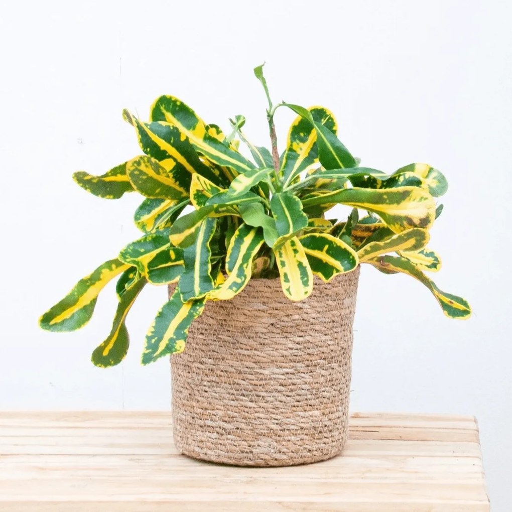 Croton Codiaeum variegatum'Mammi'- 30cm