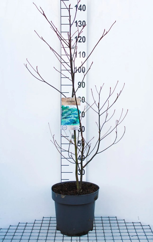 Cornus controversa - pot 12L - 125-150 cm