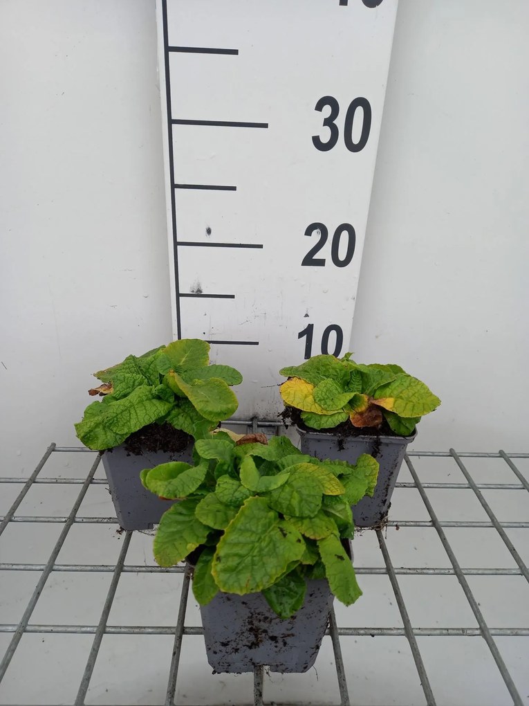 Primula elatior - pot 9x9 cm -