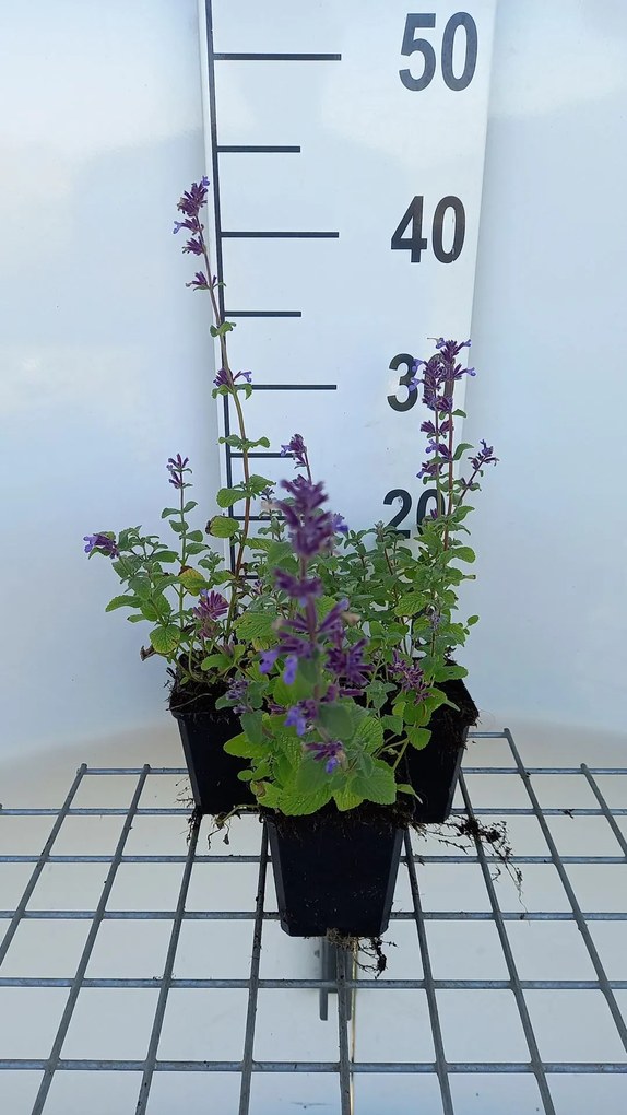 Nepeta racemosa 'Grog' - pot 9x9 cm (Kattekruid) -