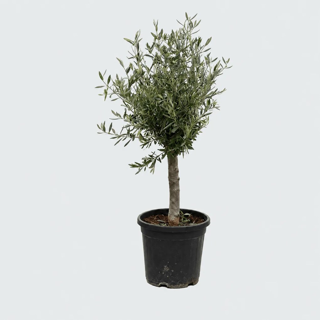 Olijfboom Olea Europaea Lorc - 130cm / stamomtrek 17-20cm