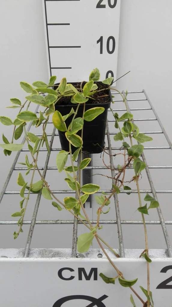 Vinca minor 'Aureovariegata' - pot 9x9 cm -