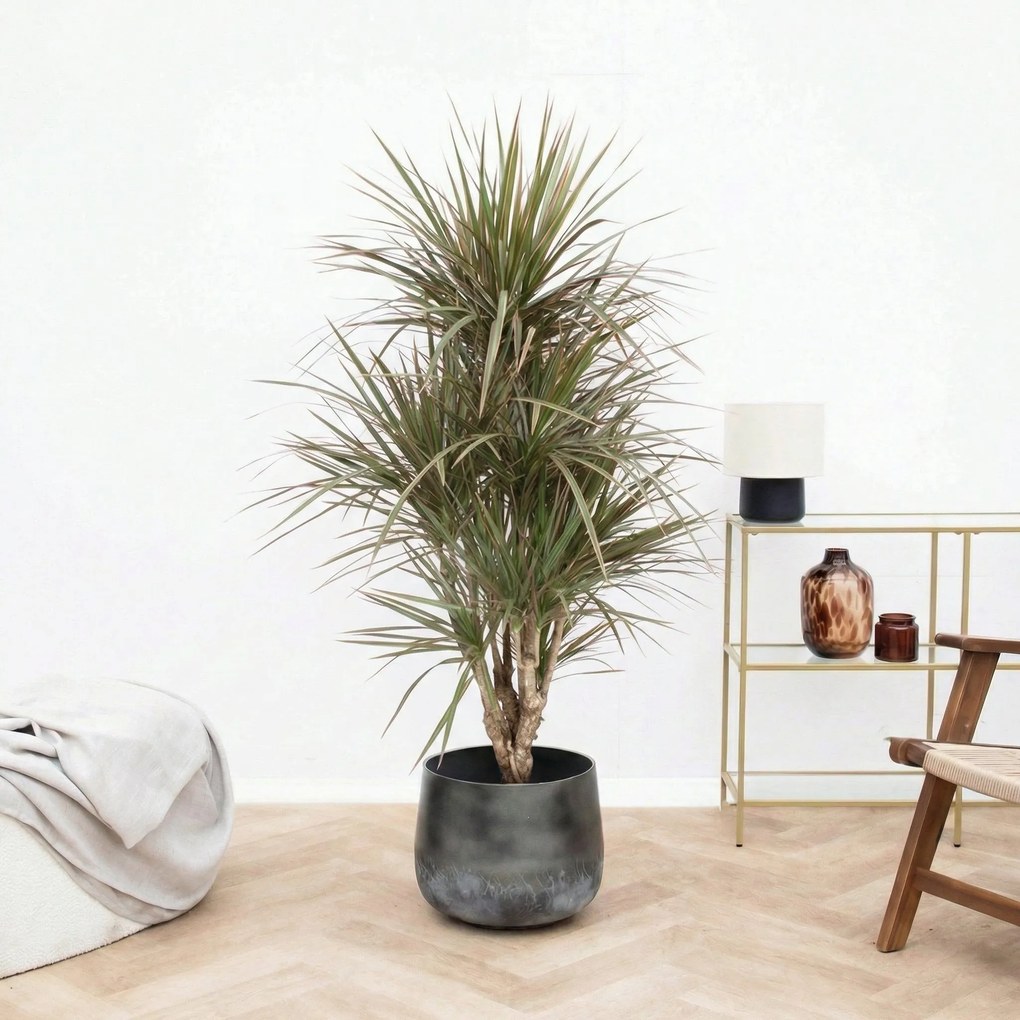 Dracaena bicolor vertakt - 160 cm