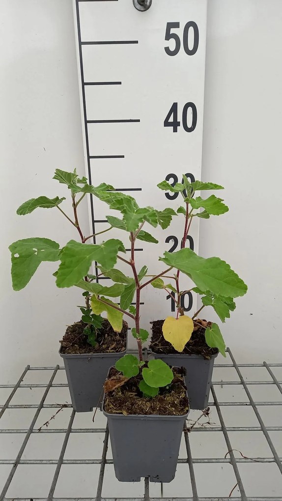 Lavatera 'Bredon Springs' - pot 9x9 cm