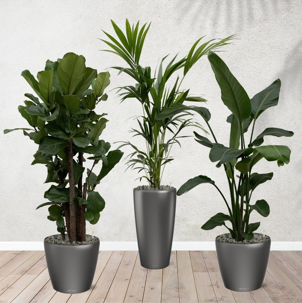 Combi deal - Ficus Lyrata vertakt 160 cm - Kentia palm 170 cm - Strelitzia Nicolai 170 cm inclusief zelfwaterende potten