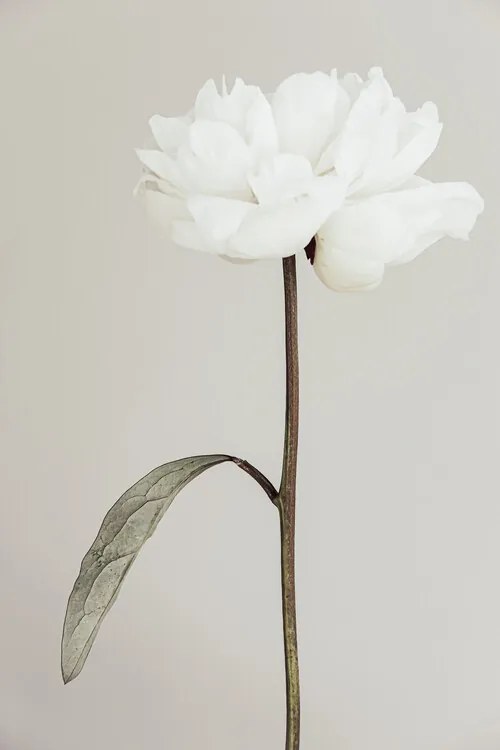 Foto Peony 07, Studio Collection