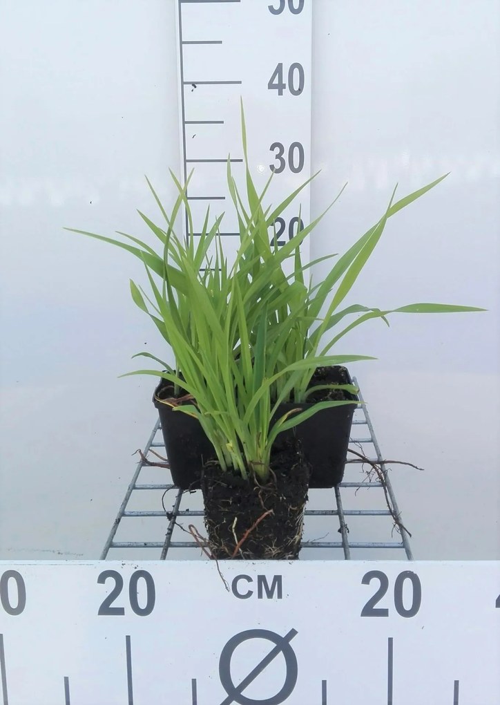 Hemerocallis 'Lemon Bells' - pot 9x9 cm