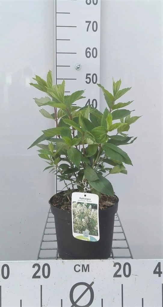 Hydrangea paniculata 'Tardiva' - pot - 40-50 cm