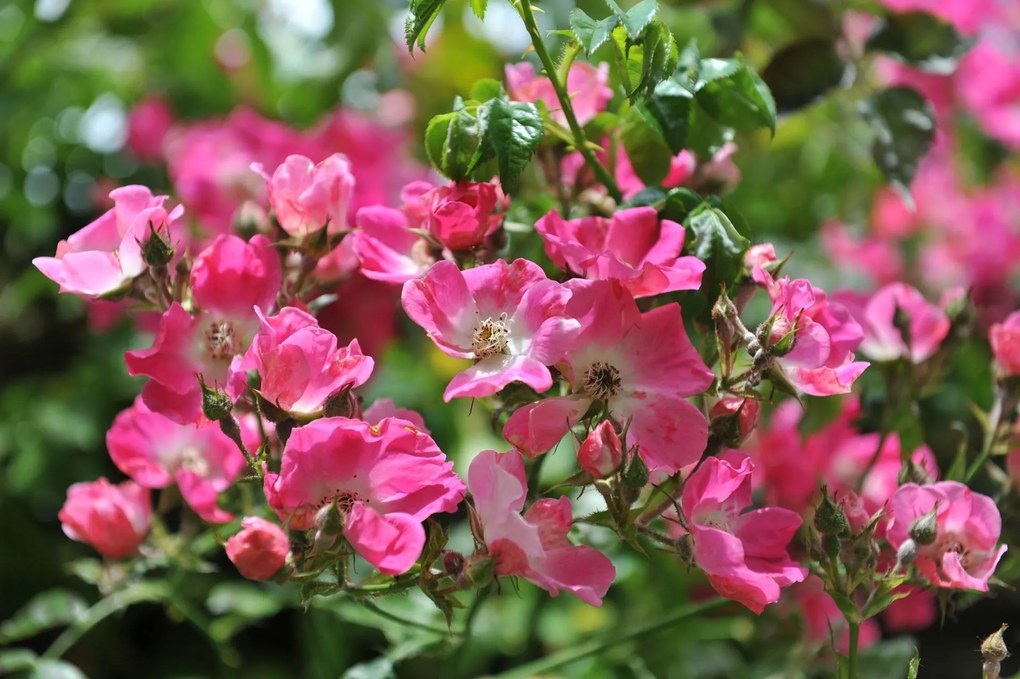 Rosa 'American Pillar' - pot - klimroos