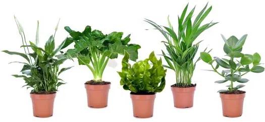 Set van 5 luchtzuiverende kamerplanten