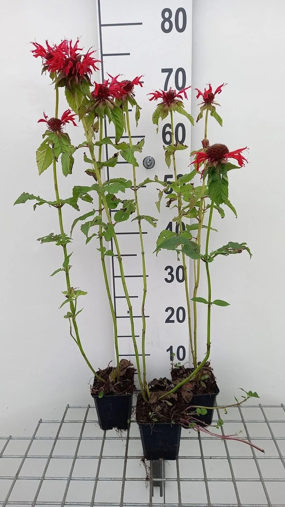 Monarda 'Gardenview Scarlet' - pot 9x9 cm -