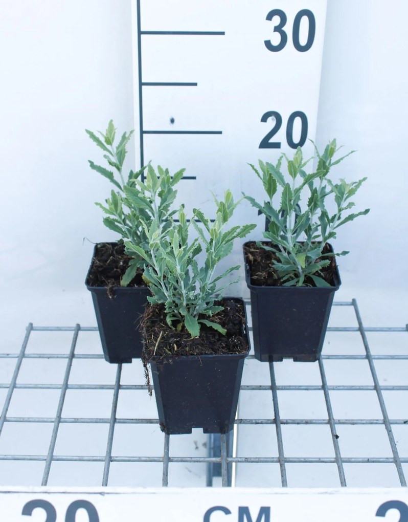 Perovskia atriplicifolia 'Little Spire' - pot 9x9 cm (Russische salie) -