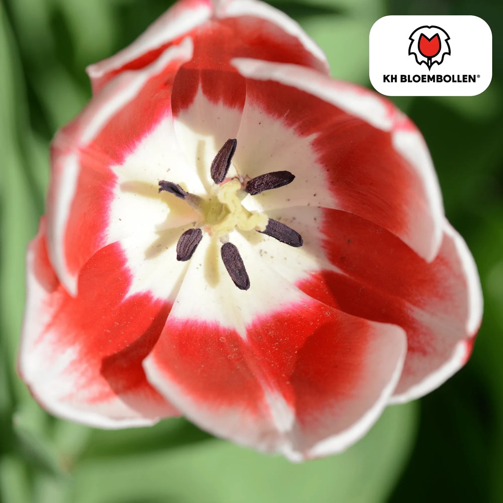 Tulpenbollen Candy Apple Delight - 20 stuks