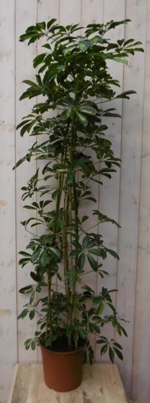 Kamerplant Schefflera Vingersboom bont 120 cm