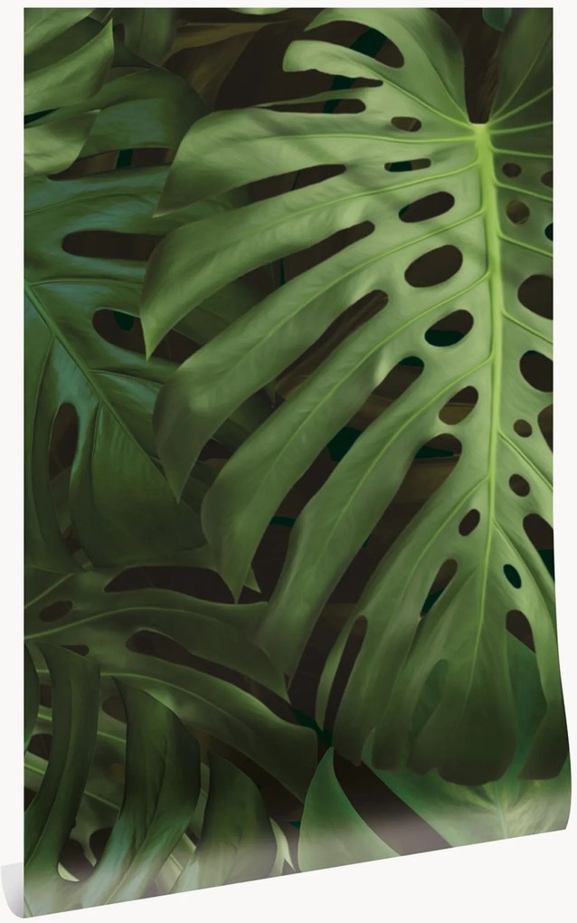 Non-woven wallpaper Monstera