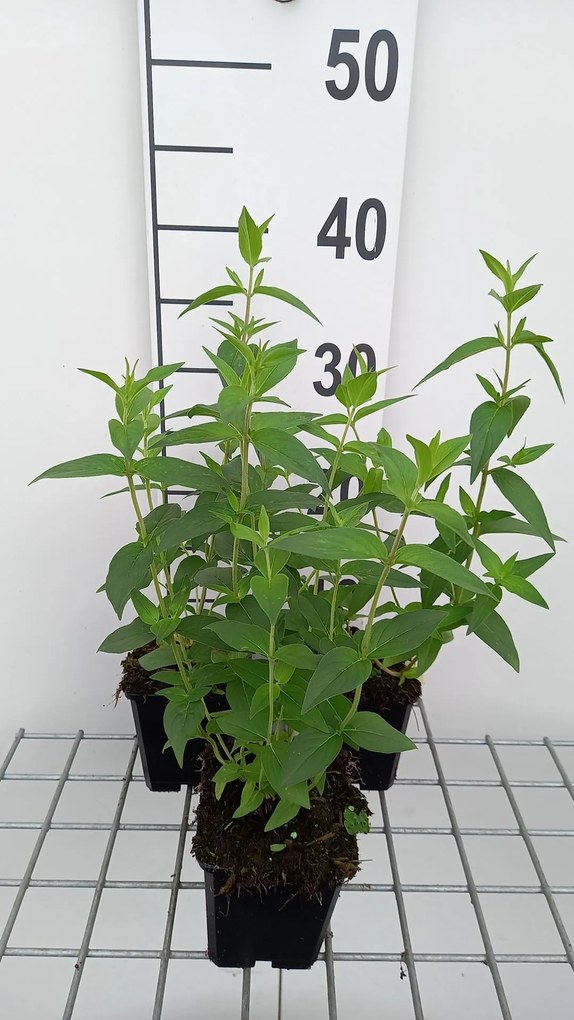 Pycnanthemum muticum - pot 9x9 cm -