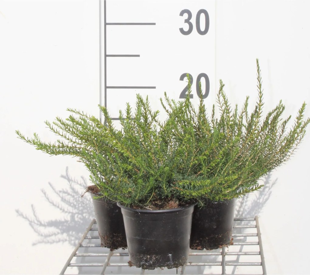 Erica x darleyensis 'White Perfection' - pot diameter 10,5 cm - 10-12 cm -