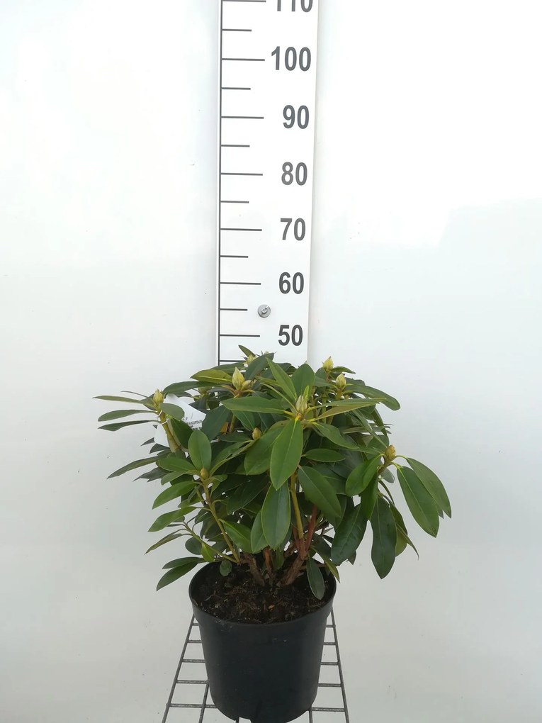 Rhododendron'Percy Wiseman'- pot - 40-50 cm