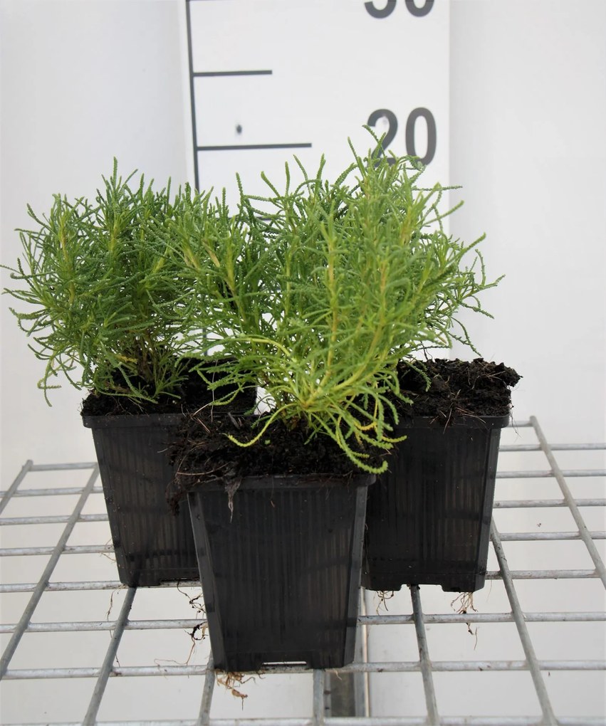 Heiligenbloem, cypressenkruid, olijfkruid - pot 9x9 cm (Santolina rosmarinifolia) -
