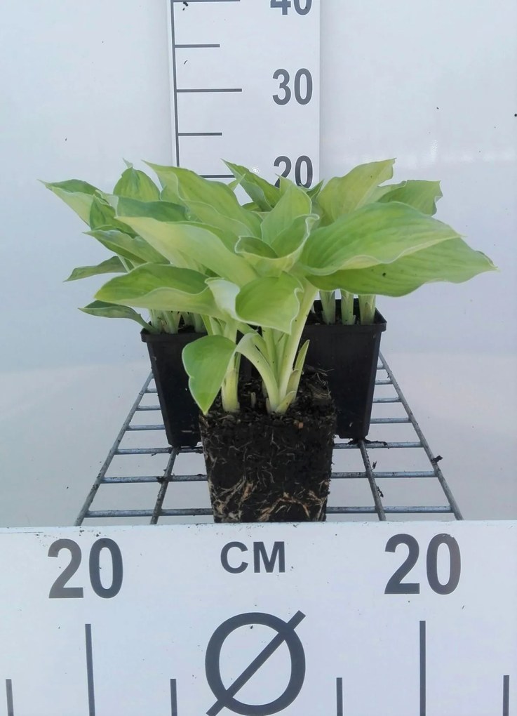 Hosta 'Gold Standard' - pot 9x9 cm