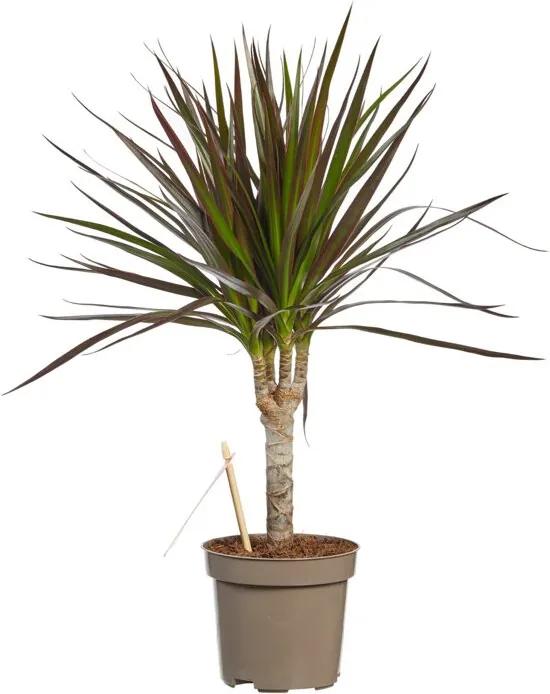 1 Dracaena Marginata Margenta oftewel Drakenbloedboom - Kamerplant in Kwekerspot 11 cm - Hoogte 45 cm