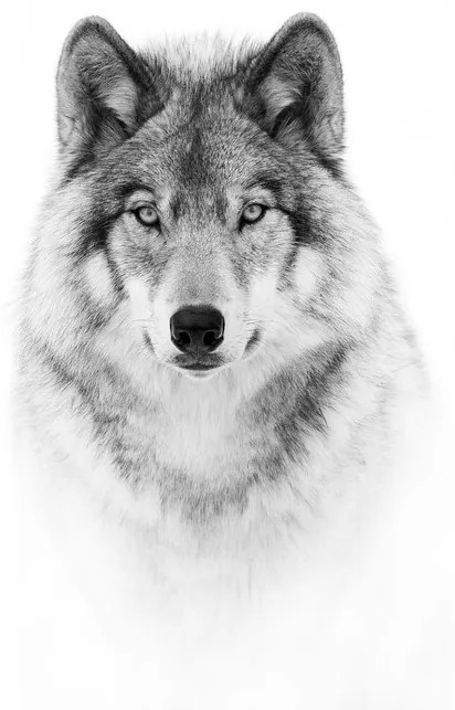 Foto Portrait of a Timber Wolf, Jim Cumming