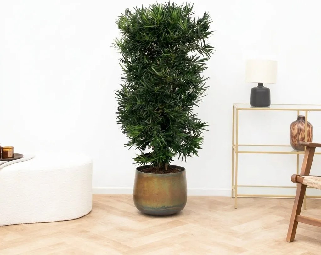 Podocarpus Macrophylla - 130cm