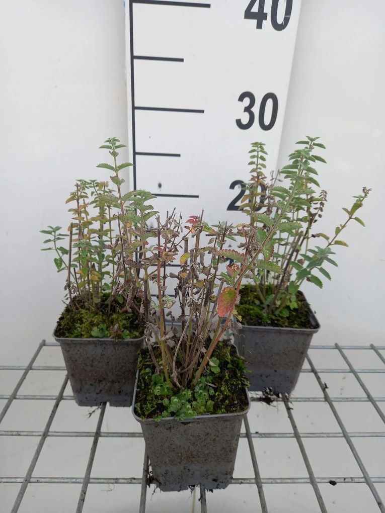 Nepeta 'Novanepjun' (Junior Walker) - pot 9x9 cm -