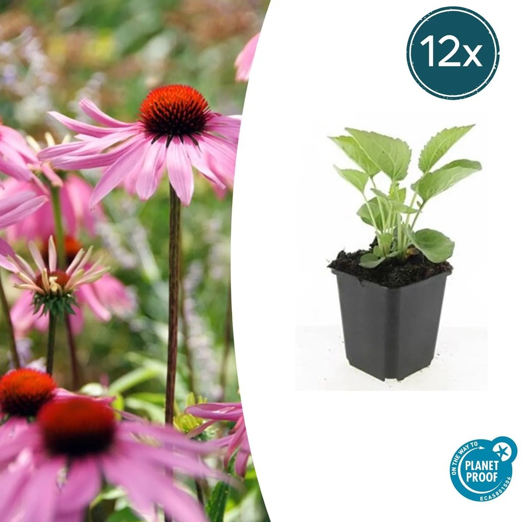 Echinacea purpurea 'Magnus - 20cm